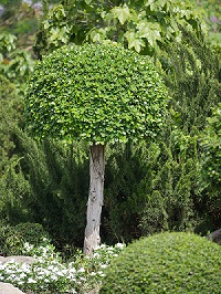 Der Buchsbaum Der Buchsbaum