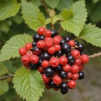 Johannisbeeren