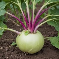 Kohlrabi