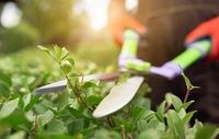 Gartenpflege Hechenschnitt