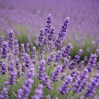 Lavendel